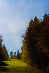 Enigmatic sunbeam over a green meadow and fir trees in autumn
