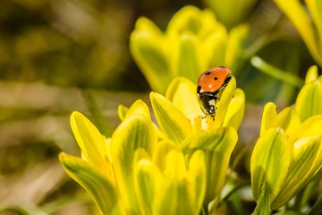 Fresh bright yellow and green lily buds also called Star-of-Bethlehem flower with red ladybird sitting on petal, blurry background, sunny spring day in garden