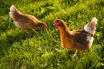 Freilaufende Hühner im Gras
