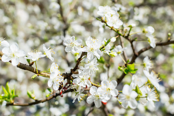 Close-up of white fragile flowers on a cherry tree branch. Blooming cherry or plum in early spring.