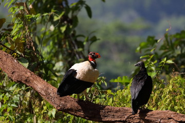 king vulture et urubu à tete noire