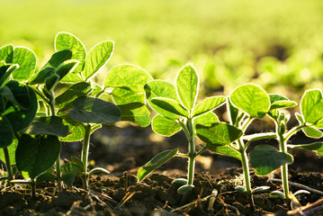 Soybean cultivated field