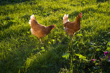 Freilaufende Hühner im Gras