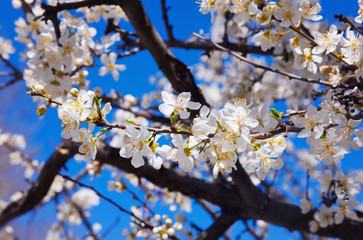 Cherry Blossom trees, Nature and Spring time background.
