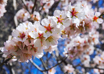 Cherry Blossom trees, Nature and Spring time background.