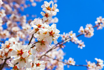 Obraz premium Cherry Blossom trees, Nature and Spring time background.