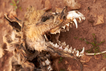 Naklejka premium Carcass of a dead fox