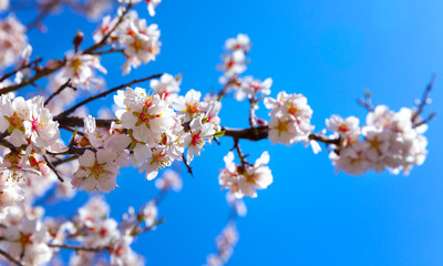 Cherry Blossom trees, Nature and Spring time background.