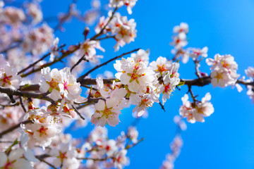 Obraz premium Cherry Blossom trees, Nature and Spring time background.