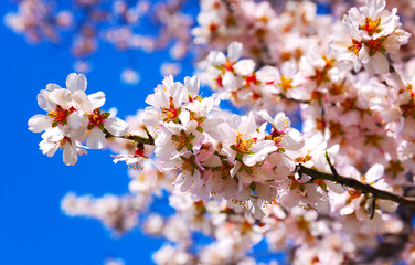 Fototapeta na wymiar Cherry Blossom trees, Nature and Spring time background.