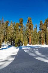 beautiful old sequoia trees in winter