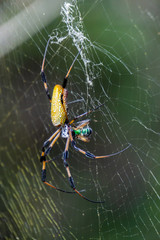 Golden Silk Orbweaver spider (Nephila clavipes) feeding on a sweat bee caught in its web at High Ridge Scrub Natural Area, Boynton Beach, Florida, USA