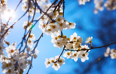 Cherry Blossom trees, Nature and Spring time background.