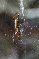Golden Silk Orbweaver spider (Nephila clavipes) feeding on a sweat bee caught in its web at High Ridge Scrub Natural Area, Boynton Beach, Florida, USA