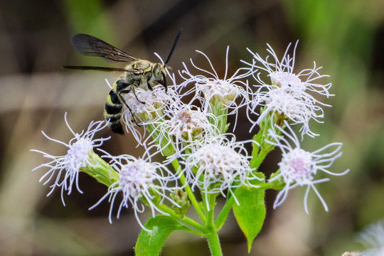 Feather-legged Scolid Wasp (Campsomeris plumipes) on Blue Mistflower (Conoclinium coelestinum) at High Ridge Scrub Natural Area, Boynton Beach, FL, US