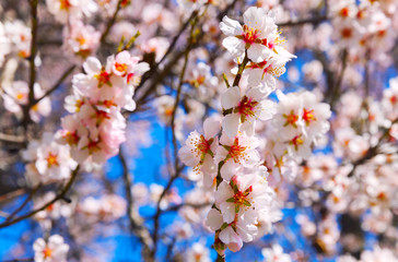 Cherry Blossom trees, Nature and Spring time background.