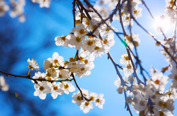 Cherry Blossom trees, Nature and Spring time background.