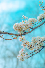 Wild cherry tree blossom