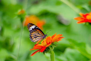 A beautiful Pattern tiger butterfly is attracting pollen in a flower garden on a green tree backdrop