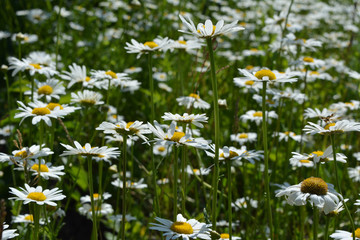 Beautiful daisy.flowers. Meadow at summer day