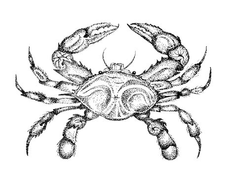 Crab, Illustration, Crab Drawing, Hand Drawn Art, Crabby, Maryland, Stipple Pen and Ink, Sketch, Claws