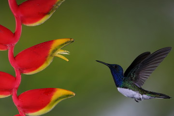 Colibri