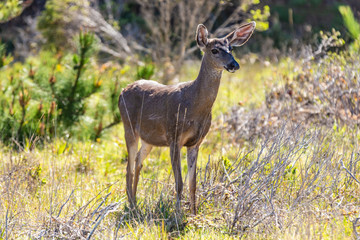 Naklejka na ściany i meble deer watches the area in the point lobos national park