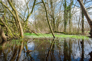 Flooded Wetlands Near Orvelte