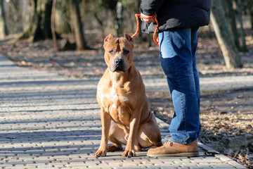 Dog training. American Staffordshire terrier. Beautiful dogs