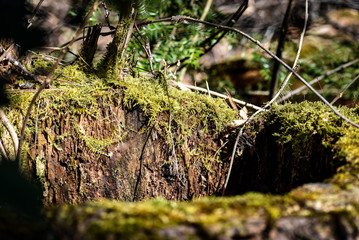 moss on tree stump