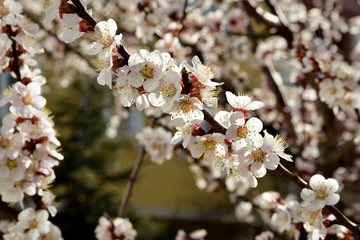 white flowers on tree and spring