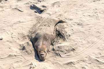 tired relaxing seals at the beach