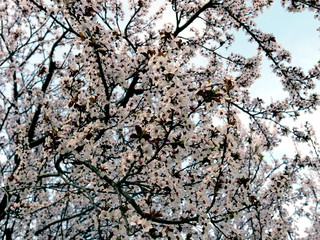 rami di pesco fioriti in primavera