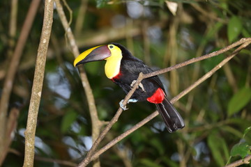 Toucan