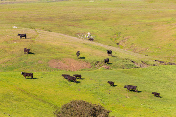 cows grazing at fresh hilly meadow near San Simeon