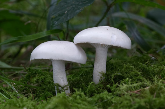 Edible mushroom Hygrophorus agathosmus in a spruce forest, commonly known as the gray almond waxy cap or the almond woodwax.