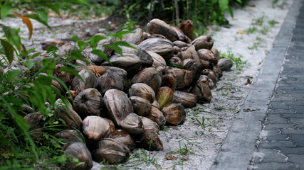 coconuts  on the ground