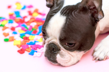 A sad and dismal dog of the Boston Terrier breed is lying next to the multicolored English letters on a pink background. back to school