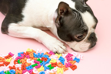 A sad and dismal dog of the Boston Terrier breed is lying next to the multicolored English letters on a pink background. back to school