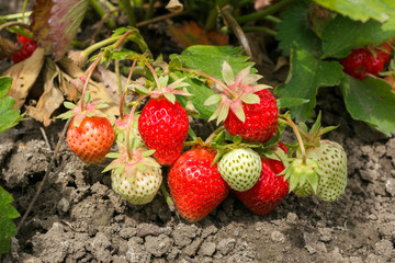 Red and green strawberries growing in the garden. Watered with water.