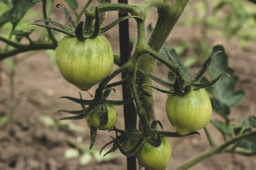 Green tomatoes on a branch of a bush growing in a vegetable garden, on a sunny day. Growing healthy natural food.