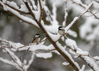 chickadee in snowy branches