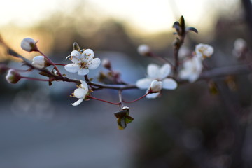 spring of the blossom