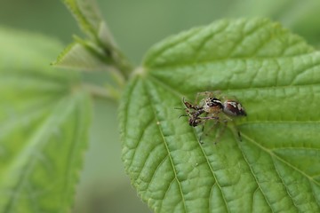 ant on a green leaf