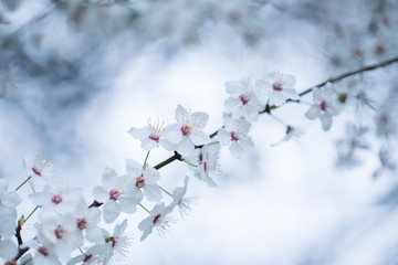 Nahaufnahme weiß-pinker Schlehenblüten im Frühling