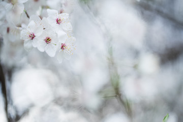 Nahaufnahme weiß-pinker Schlehenblüten im Frühling