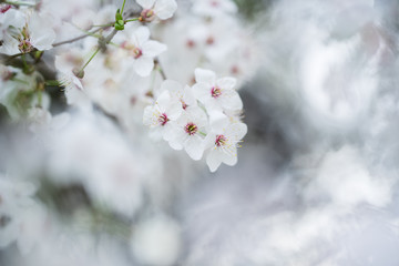 Nahaufnahme weiß-pinker Schlehenblüten im Frühling