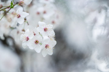 Nahaufnahme weiß-pinker Schlehenblüten im Frühling