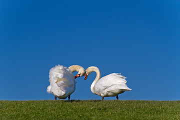 Two Mute swans, Cygnus olor, on a dike under a blue sky