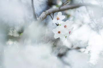 Nahaufnahme weiß-pinker Schlehenblüten im Frühling